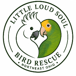 shelter logo