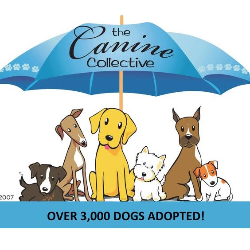 shelter logo