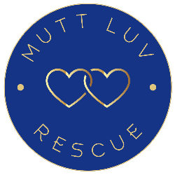 shelter logo