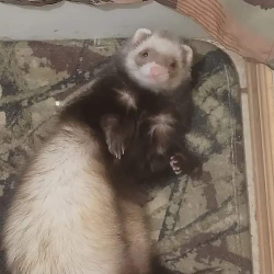 Saddies mischief makers ferret sanctuary