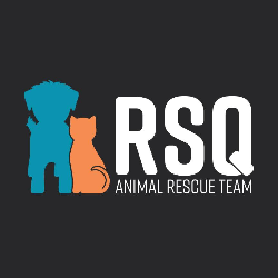 shelter logo
