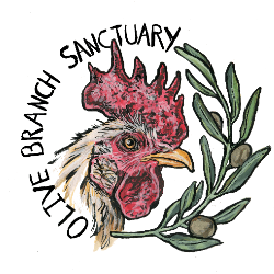 shelter logo