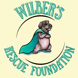 shelter logo