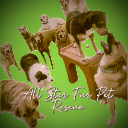 All Star Fur Pet Foundation