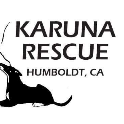 shelter logo