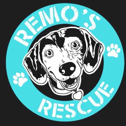 shelter logo