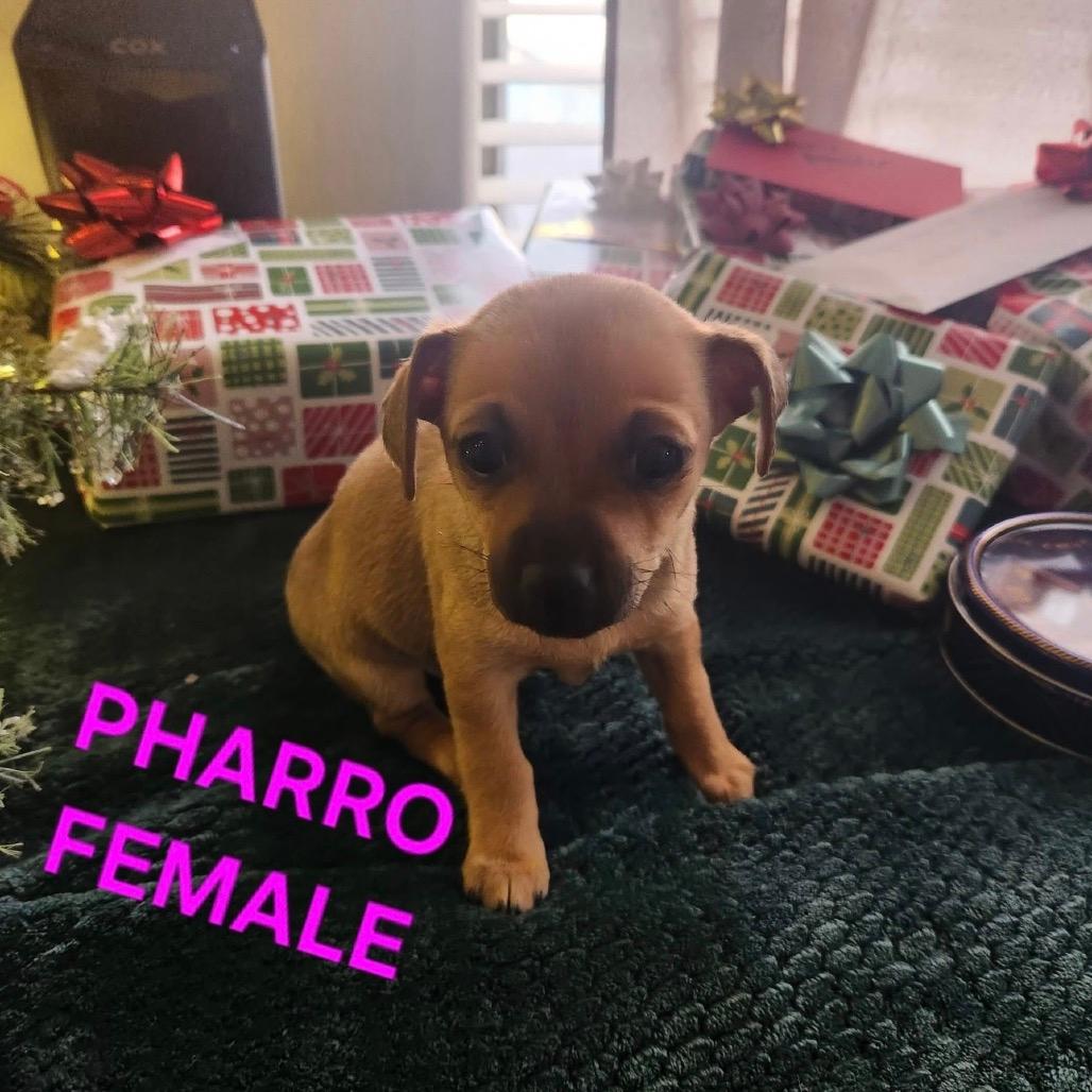 Pharro