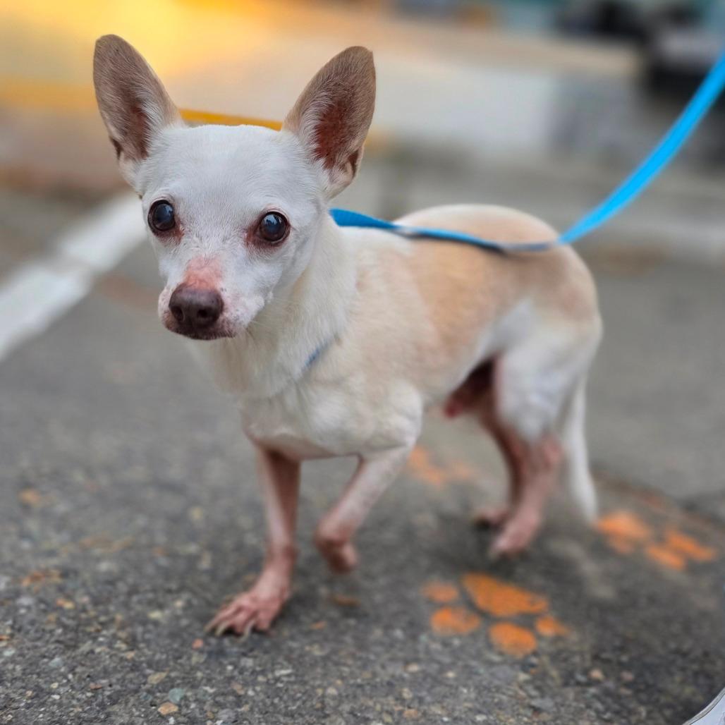 FOUND - Williams, CA