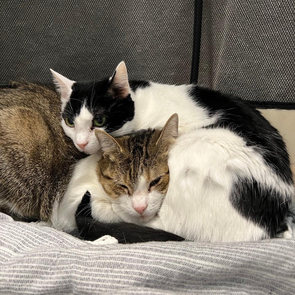 Princess (bonded with Mindy)