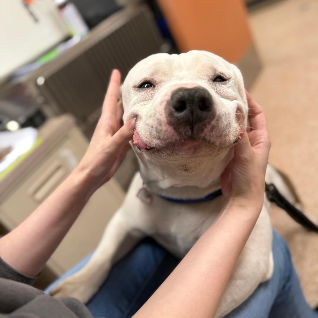 Hulk-In foster-50% off*see my video!!*