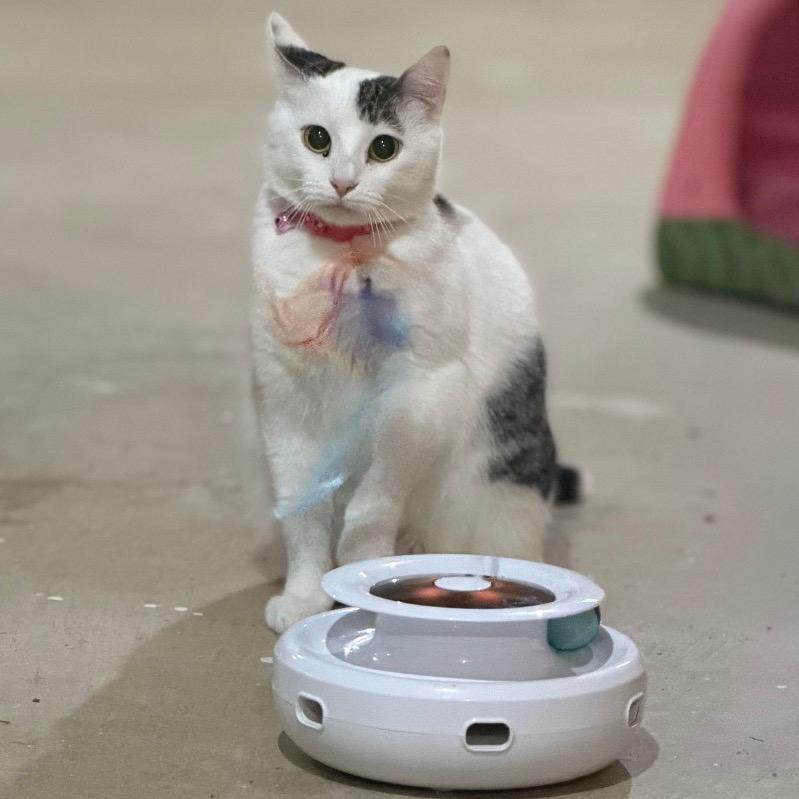 Disco *Meet me at Eagan Petsmart*