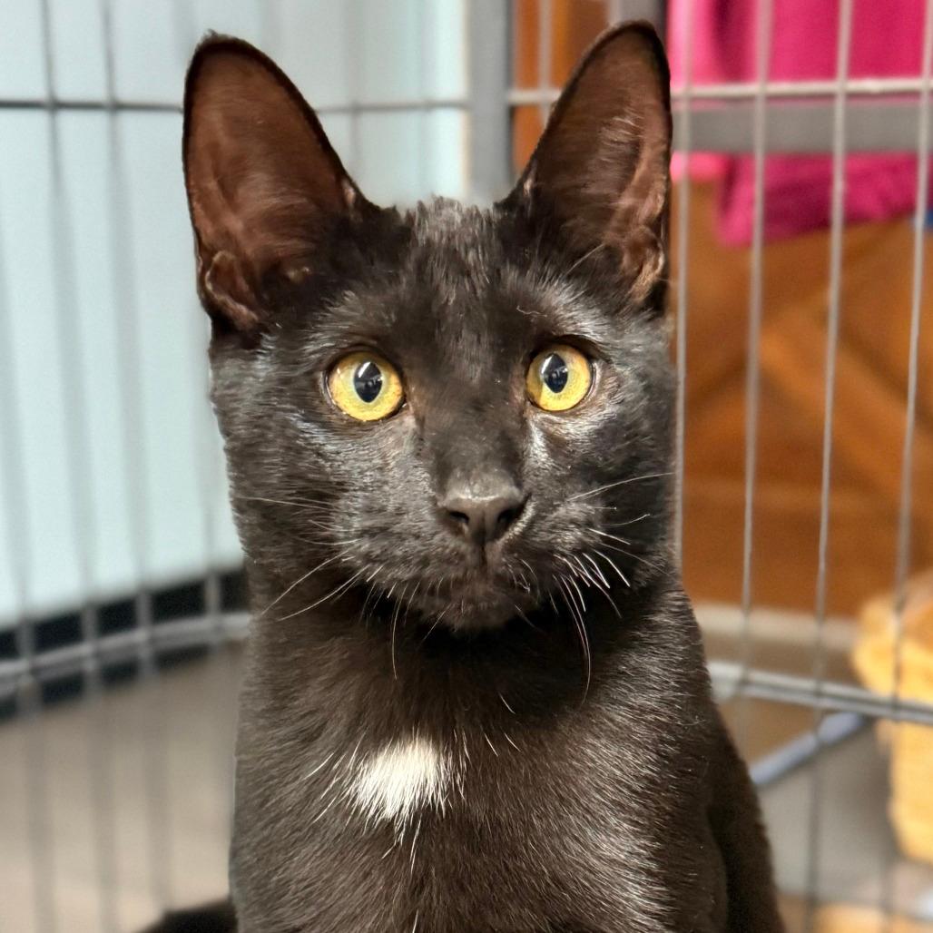 Dave the Magical Cheese Wizard