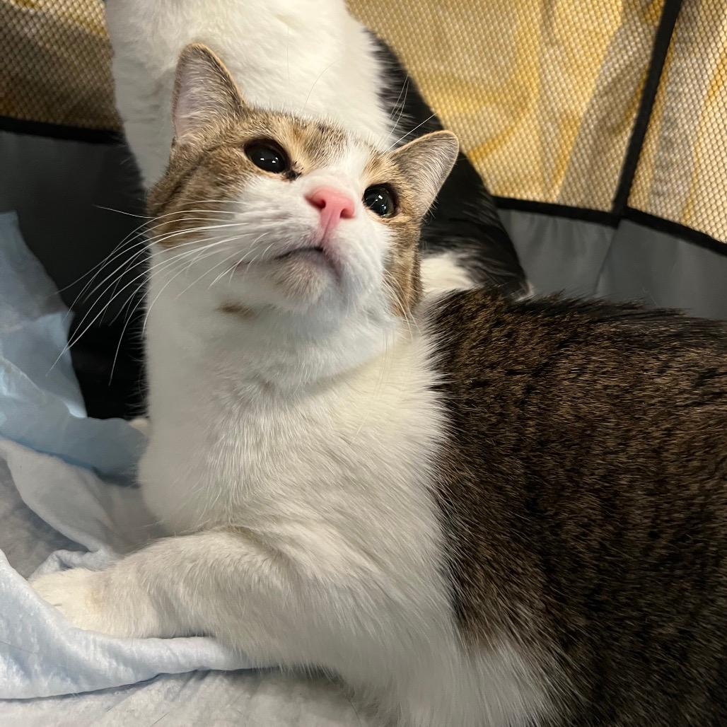 Princess (bonded with Mindy)