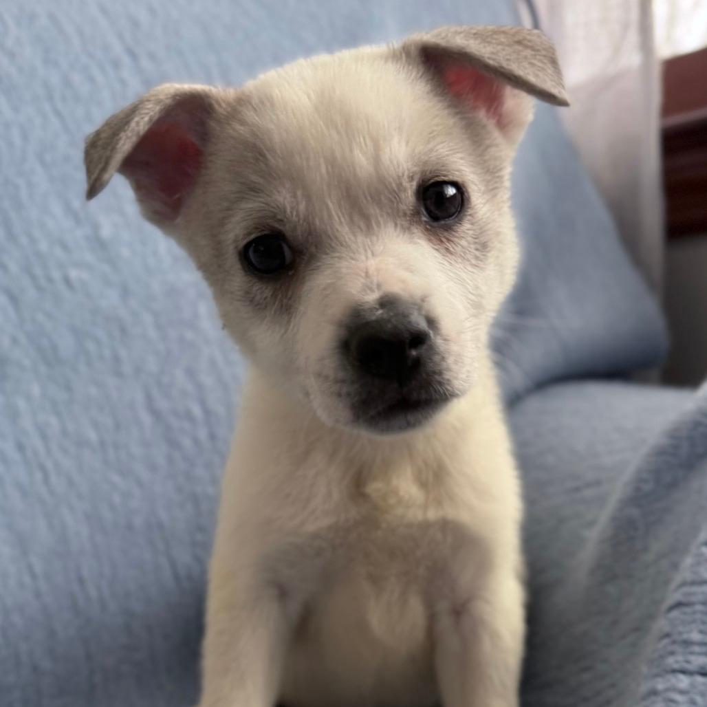 NY Perry (Foster in Mahopac)