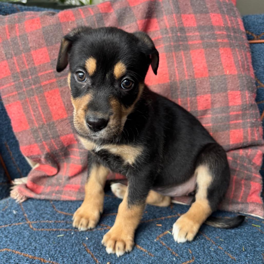 NY May Avail Jan 10th (Tractor Supply Patterson)