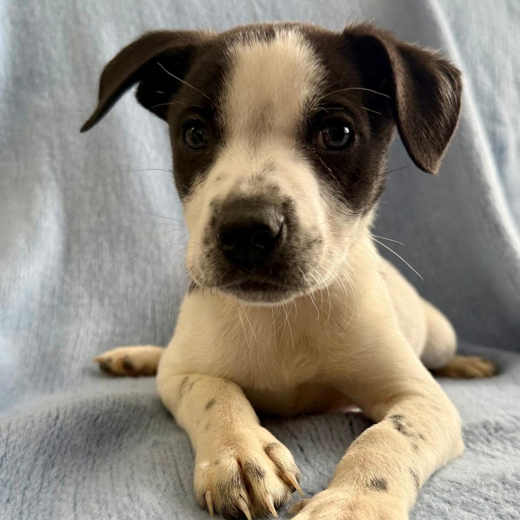 NY Phoenix Avail Jan 10 (Tractor Supply Patterson)