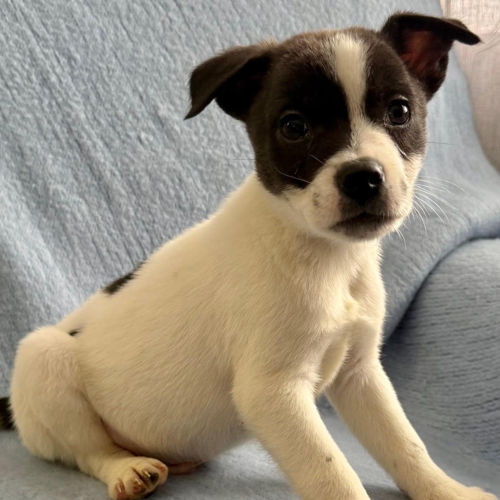 NY Prairie (Foster in Mahopac)