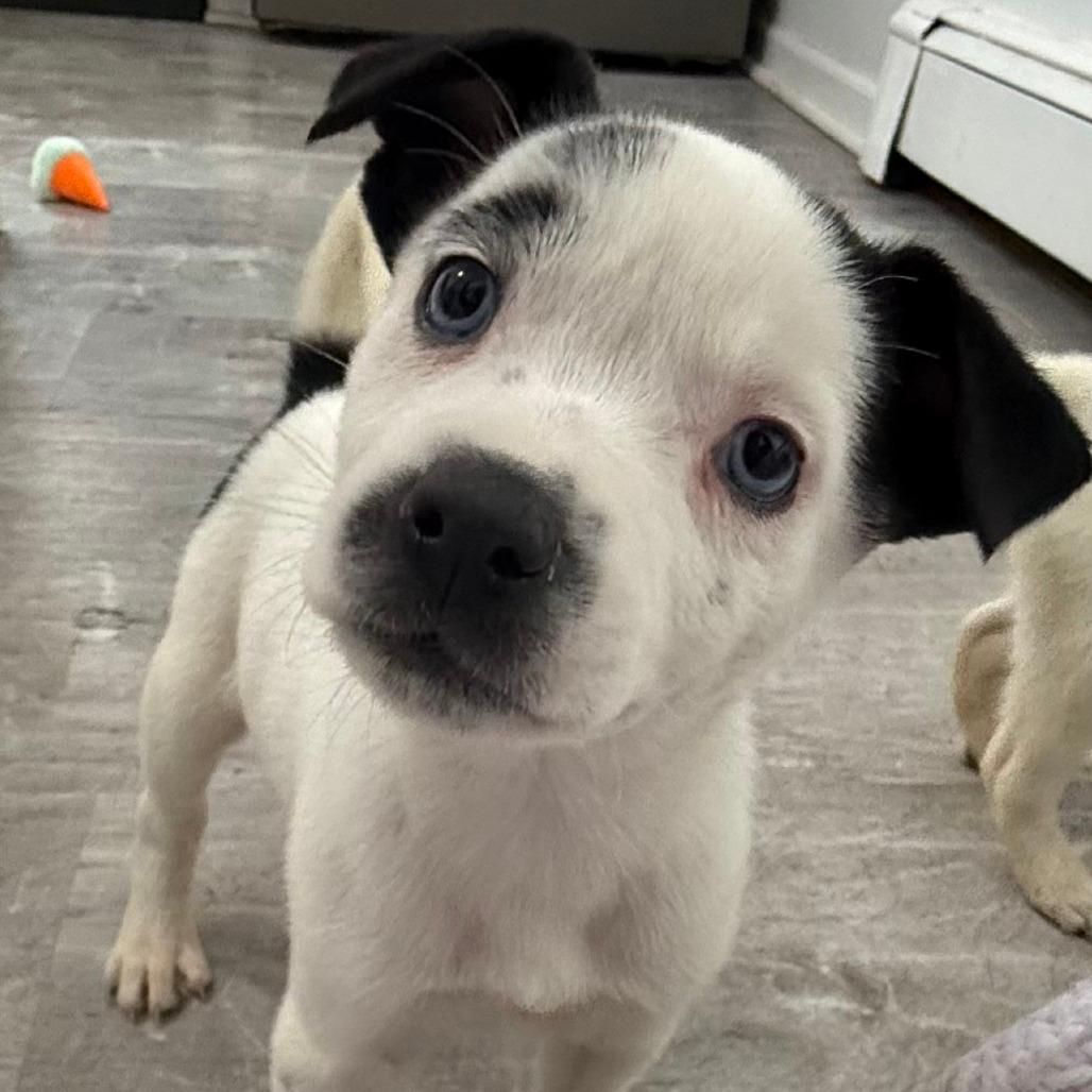 NY Paisley (Foster in Mahopac)