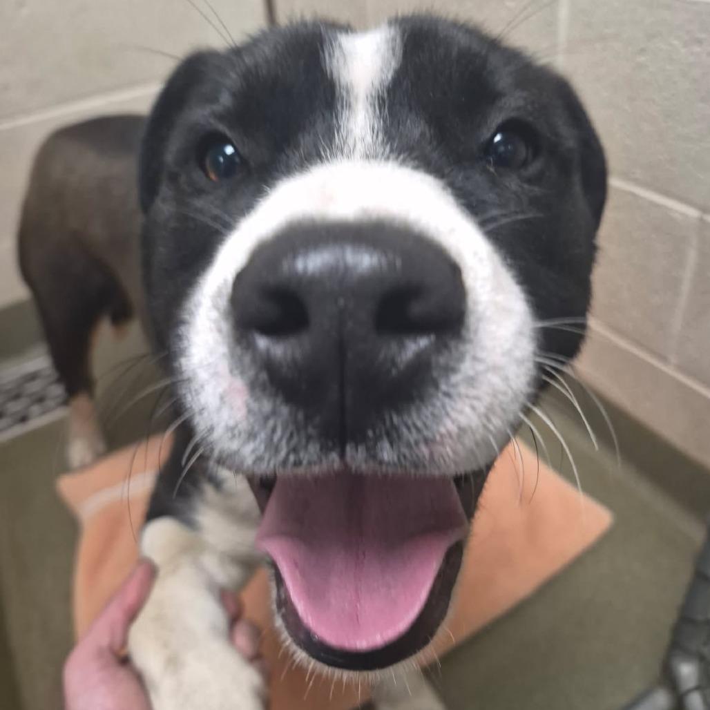 Pit Bull Jack Russell Boxer Mix Puppies For Sale Brindle Pitbull Dog Pitbull  Boxer Puppies For, image size:1028x1028