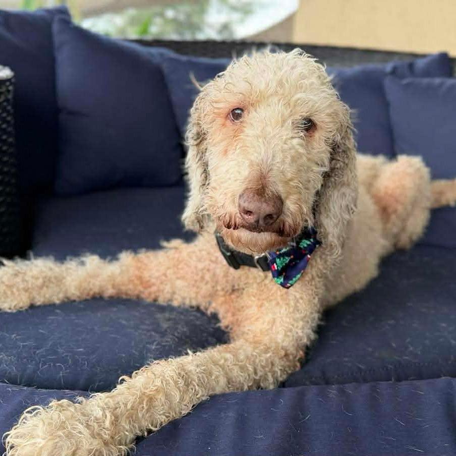 String Bean