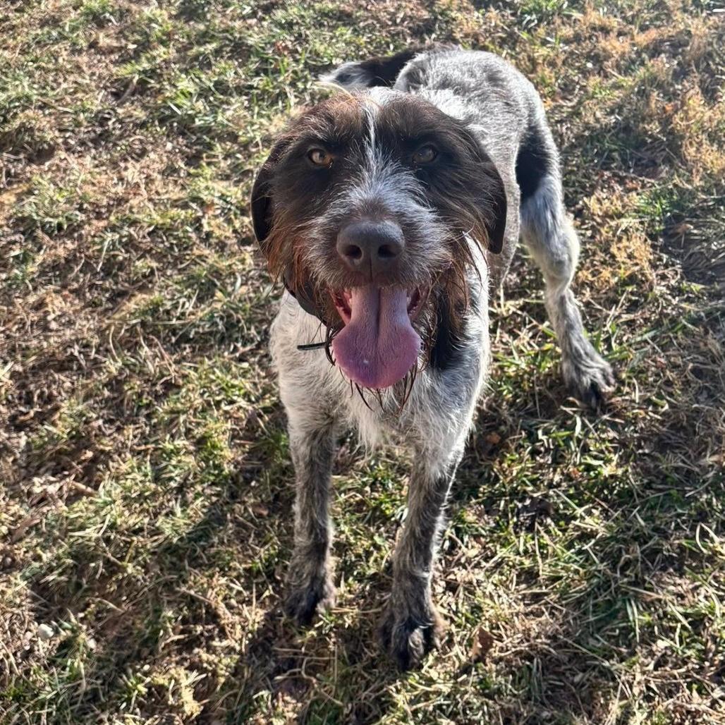 Oakley (NEEDS FOSTER London, Kentucky)