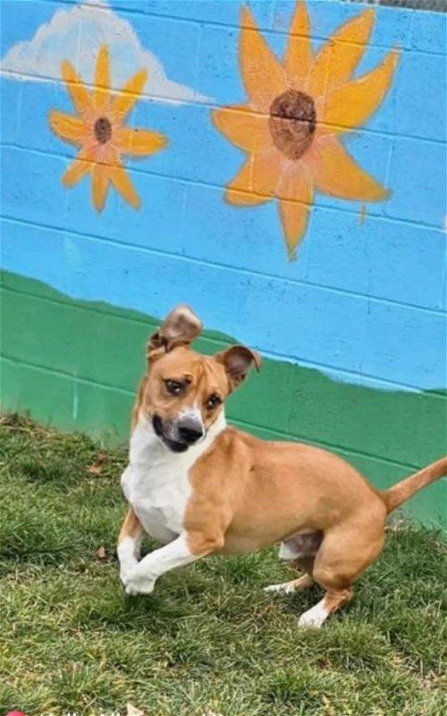 Adoptable Dogs & Puppies in Pensacola, FL