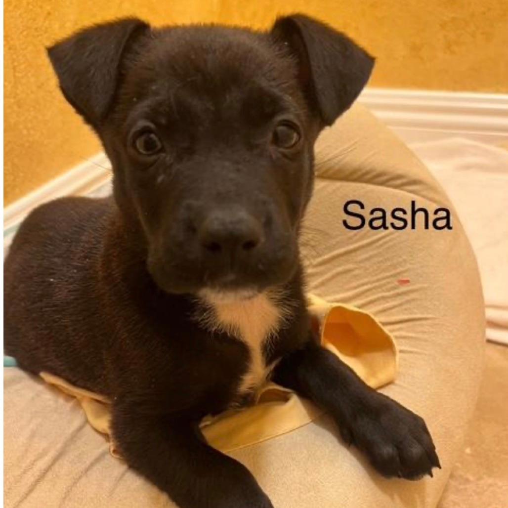 *** Sasha