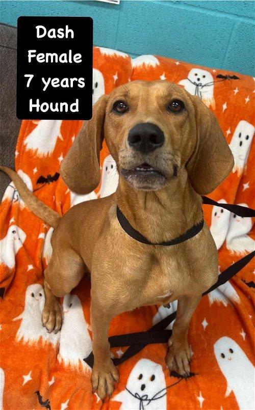 Adoptable Dogs & Puppies in Kingsport, TN