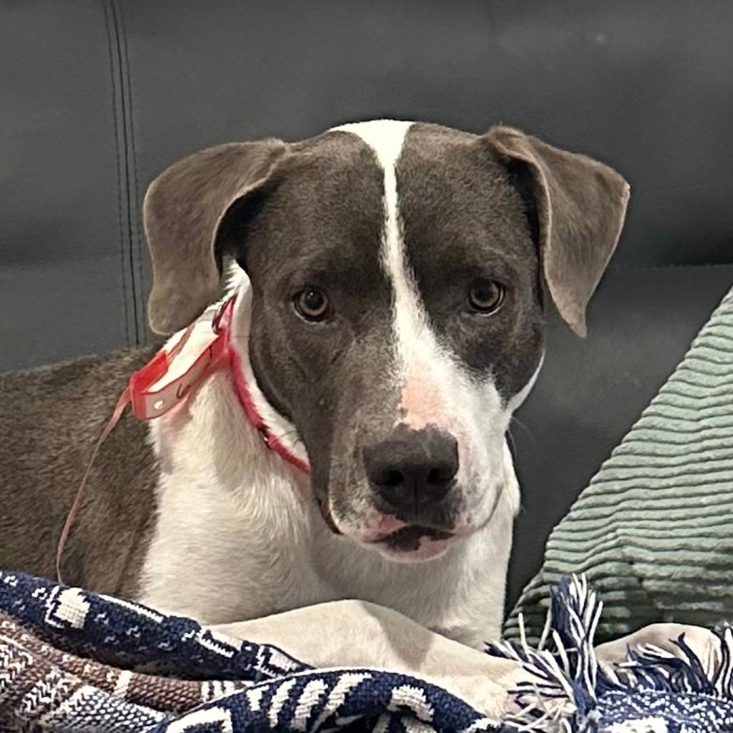 6 (2026) Missy Moo Moo