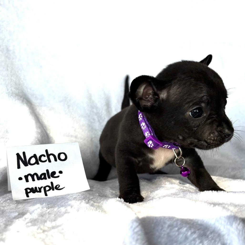 Nacho