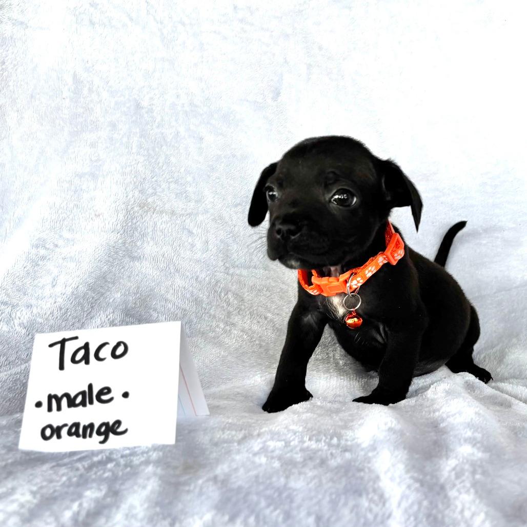 Taco