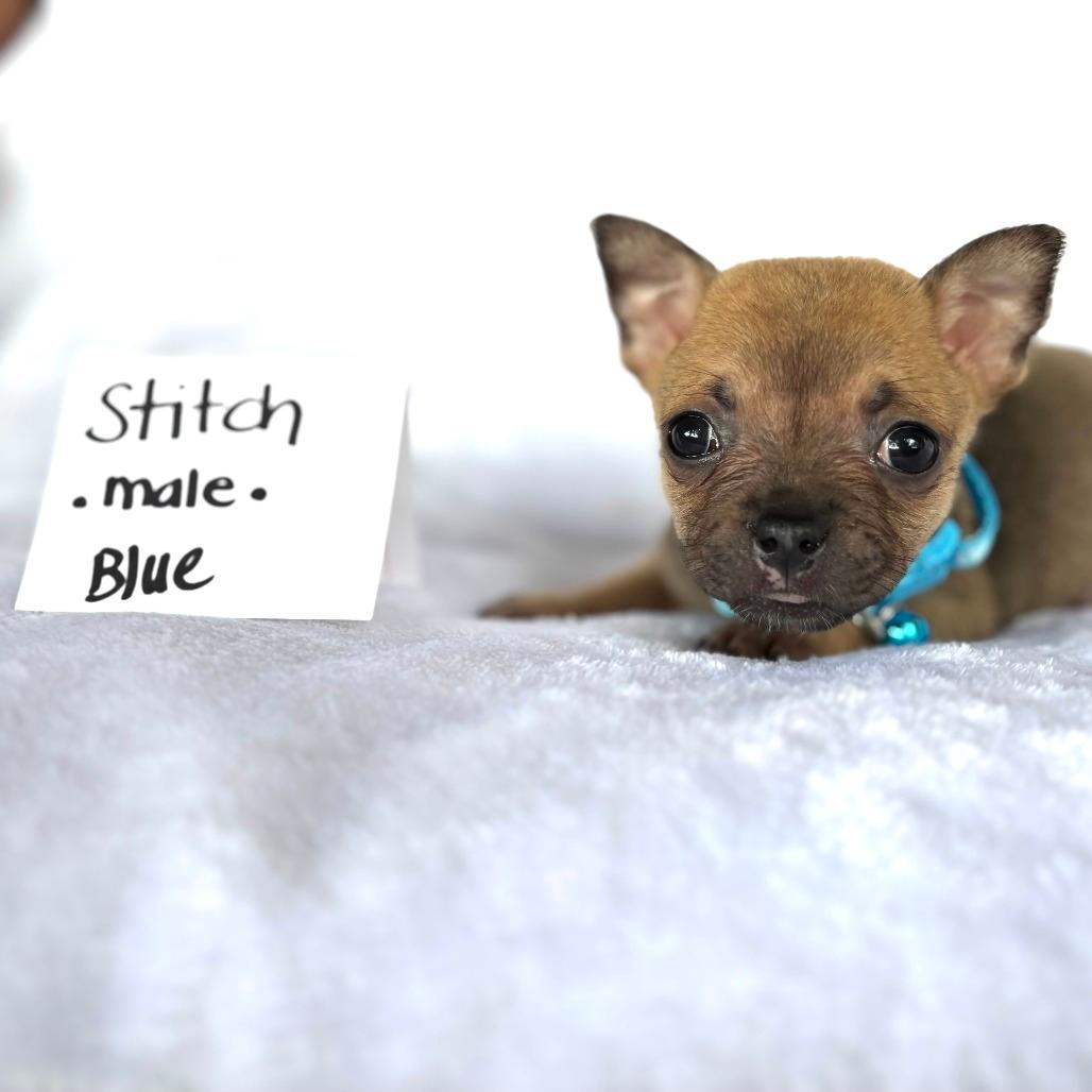 Stitch