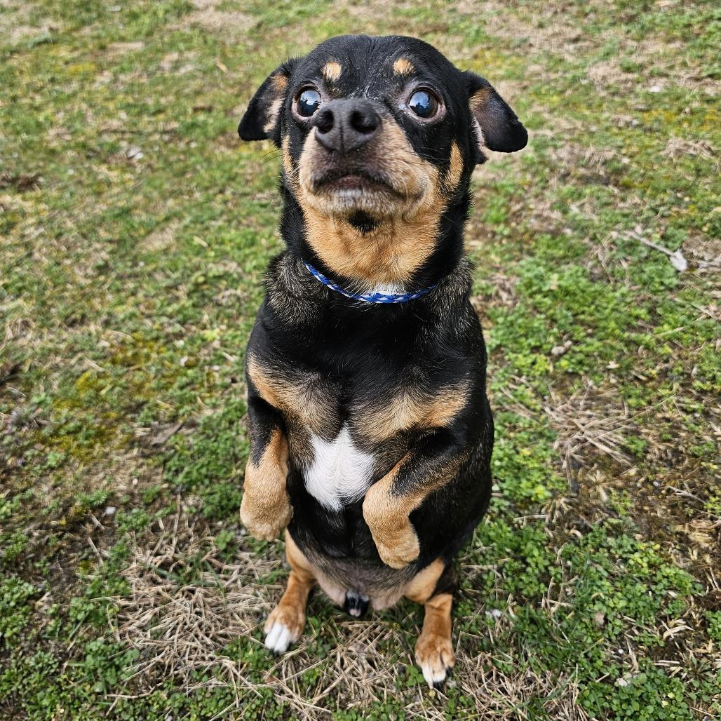 pinscher dog mix Prompts | Stable Diffusion Online, image size:1028x1028