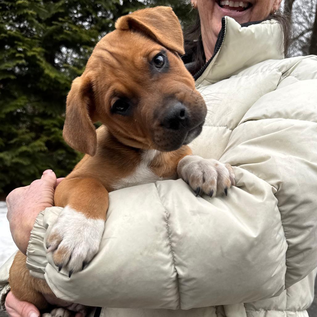 NY Peter Pan Avail Jan 18 (Tractor Supply - Patterson)