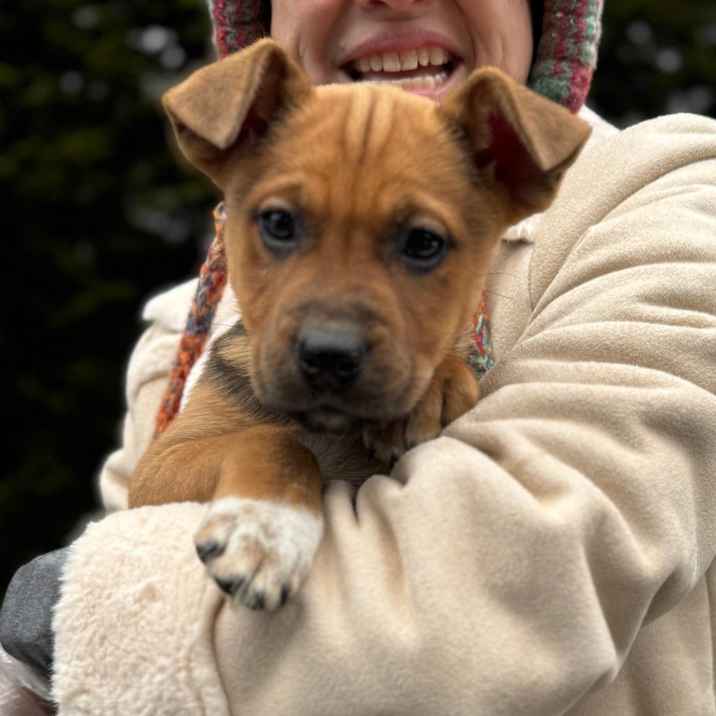 NY Cinderella Avail Jan 18 (Tractor Supply - Patterson)