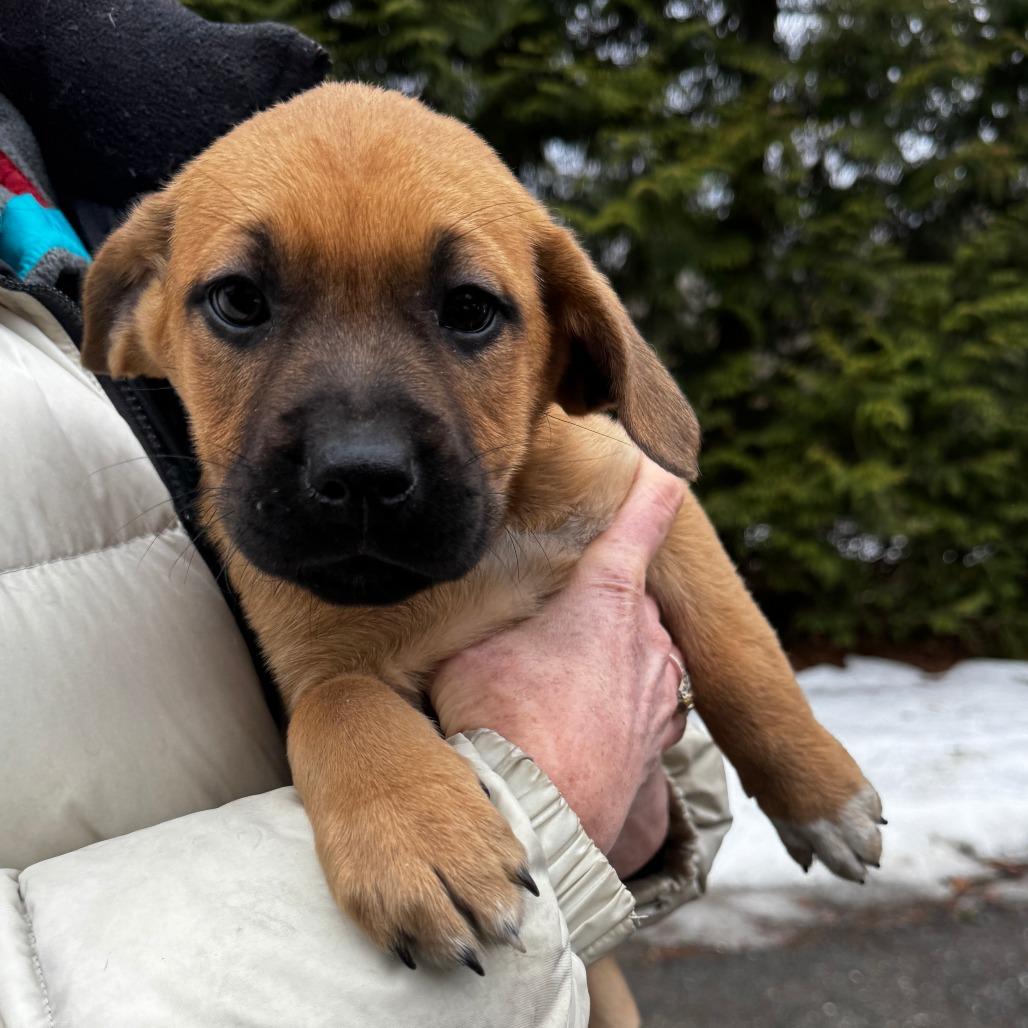 NY Snow White Avail Jan 18 (Tractor Supply - Patterson)