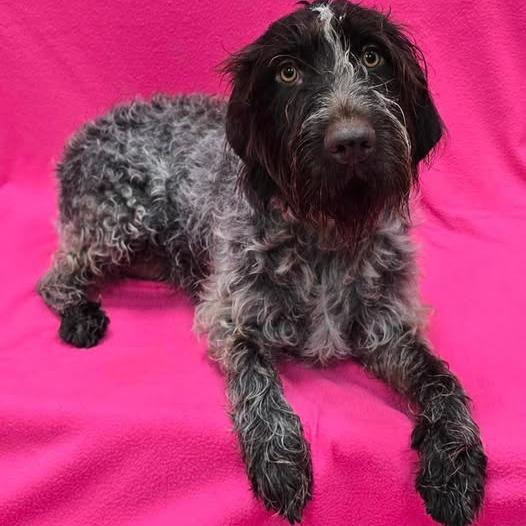 Nina (Greenville, Michigan)