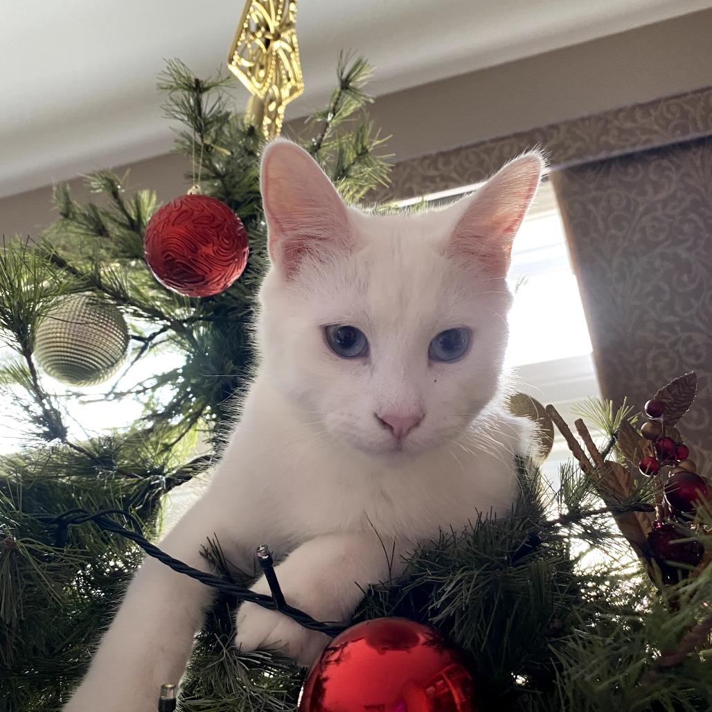 Blizzard @PAWZ pet cafe