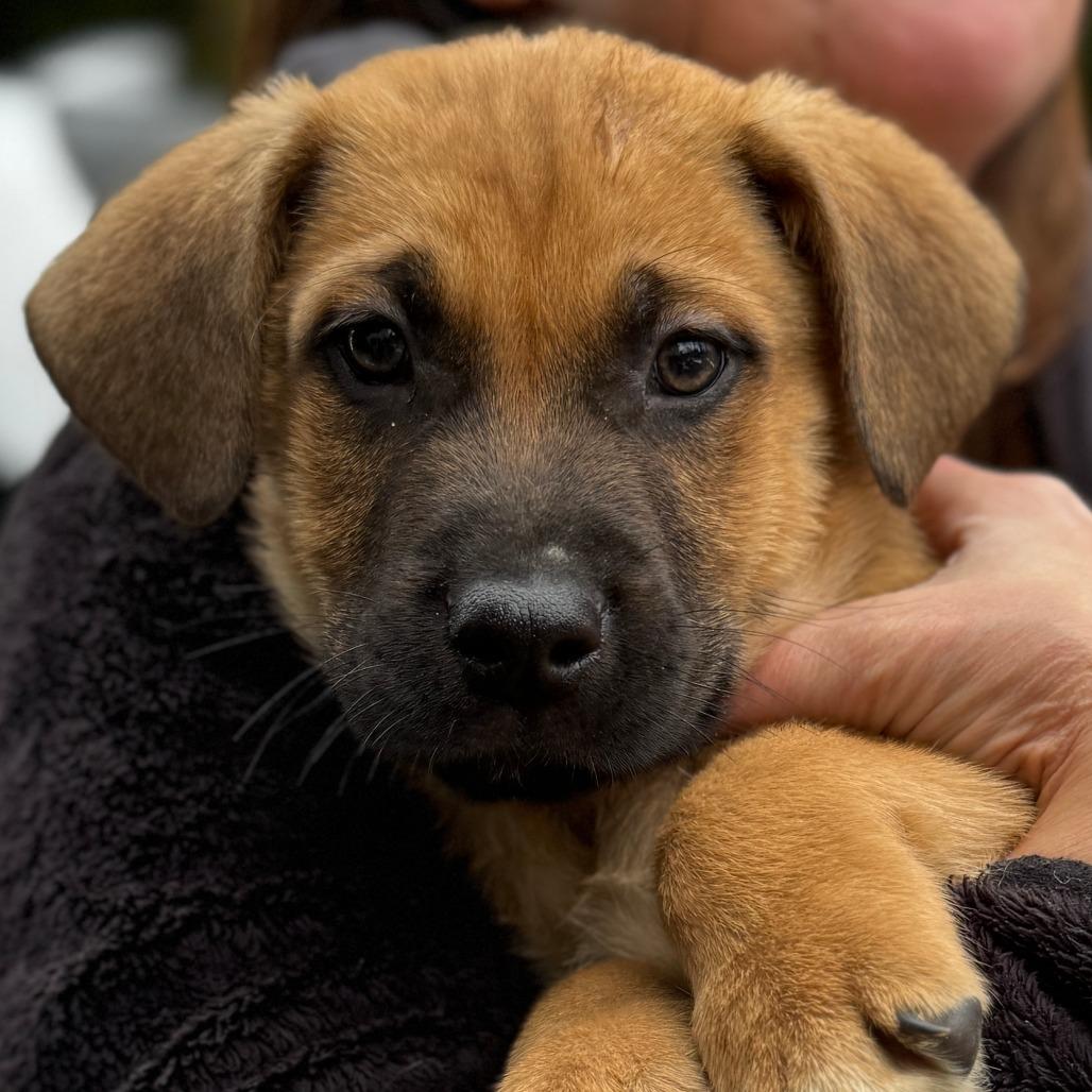NY Buddy Avail Jan 18 (Tractor Supply - Patterson)
