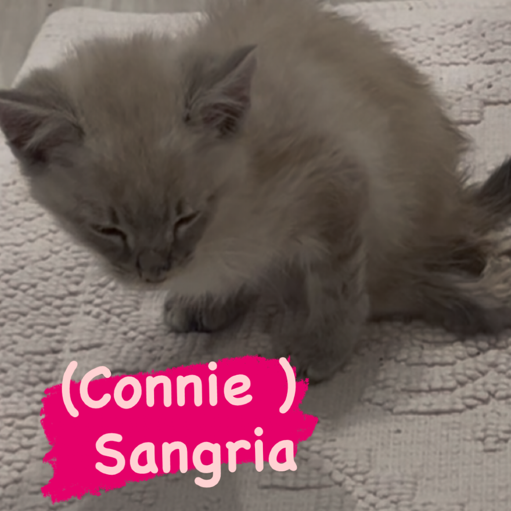Sangria "Connie"
