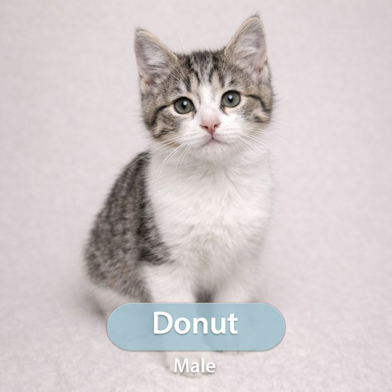 Donut