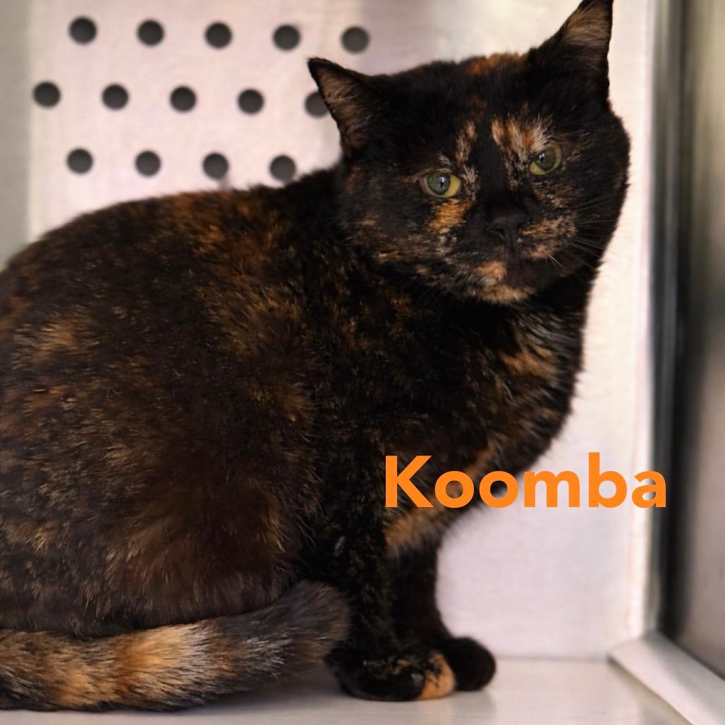 Koomba