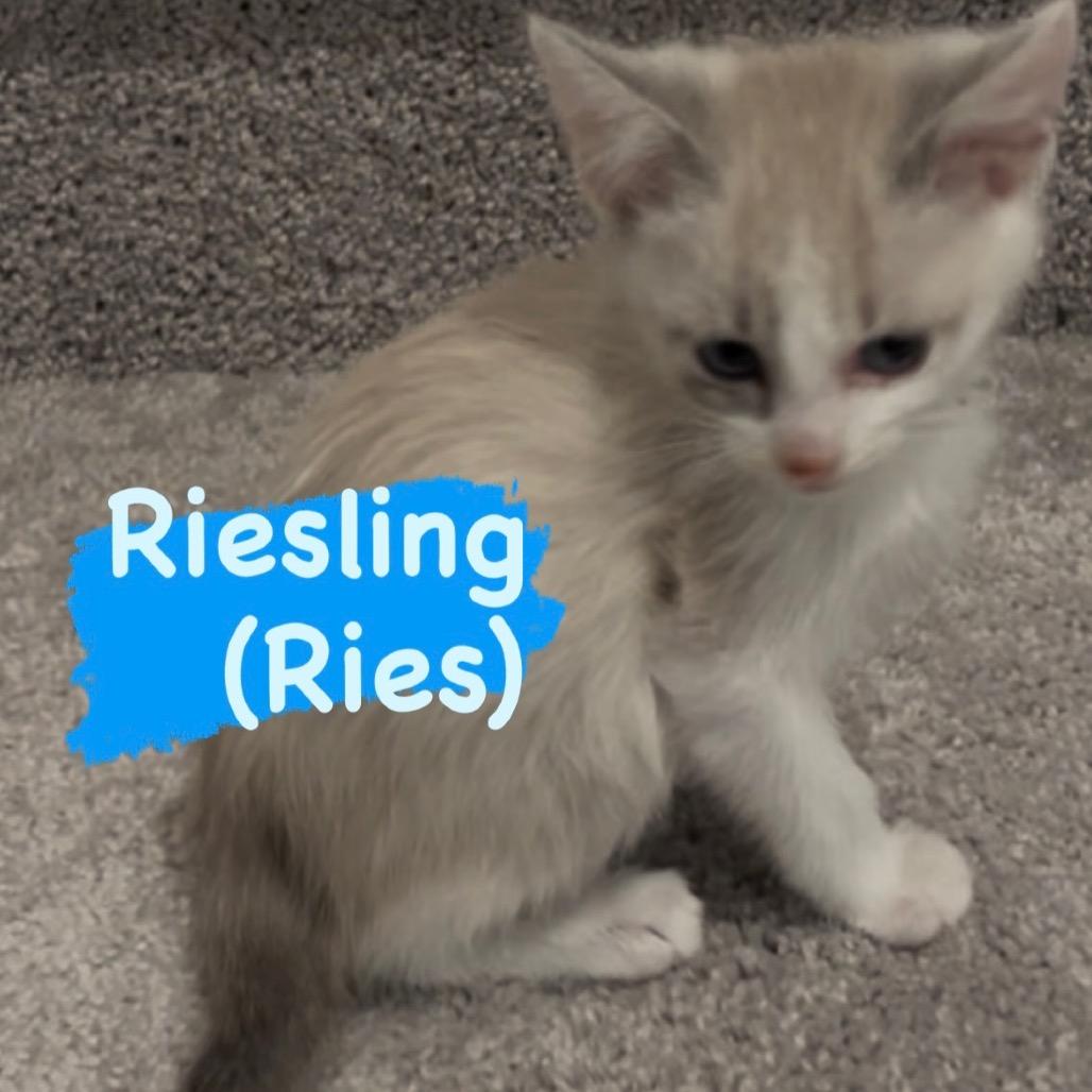 Reisling "Reis"