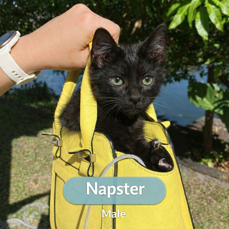 Napster