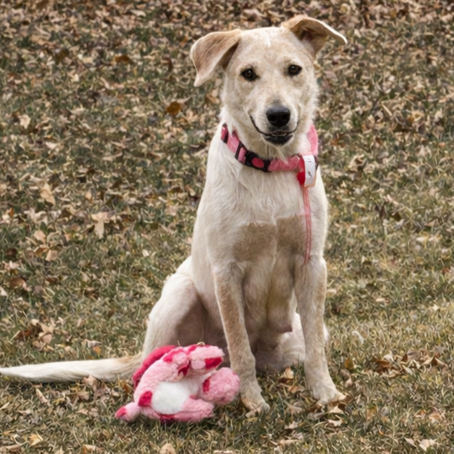 11 (2026) Mama Cinnamon