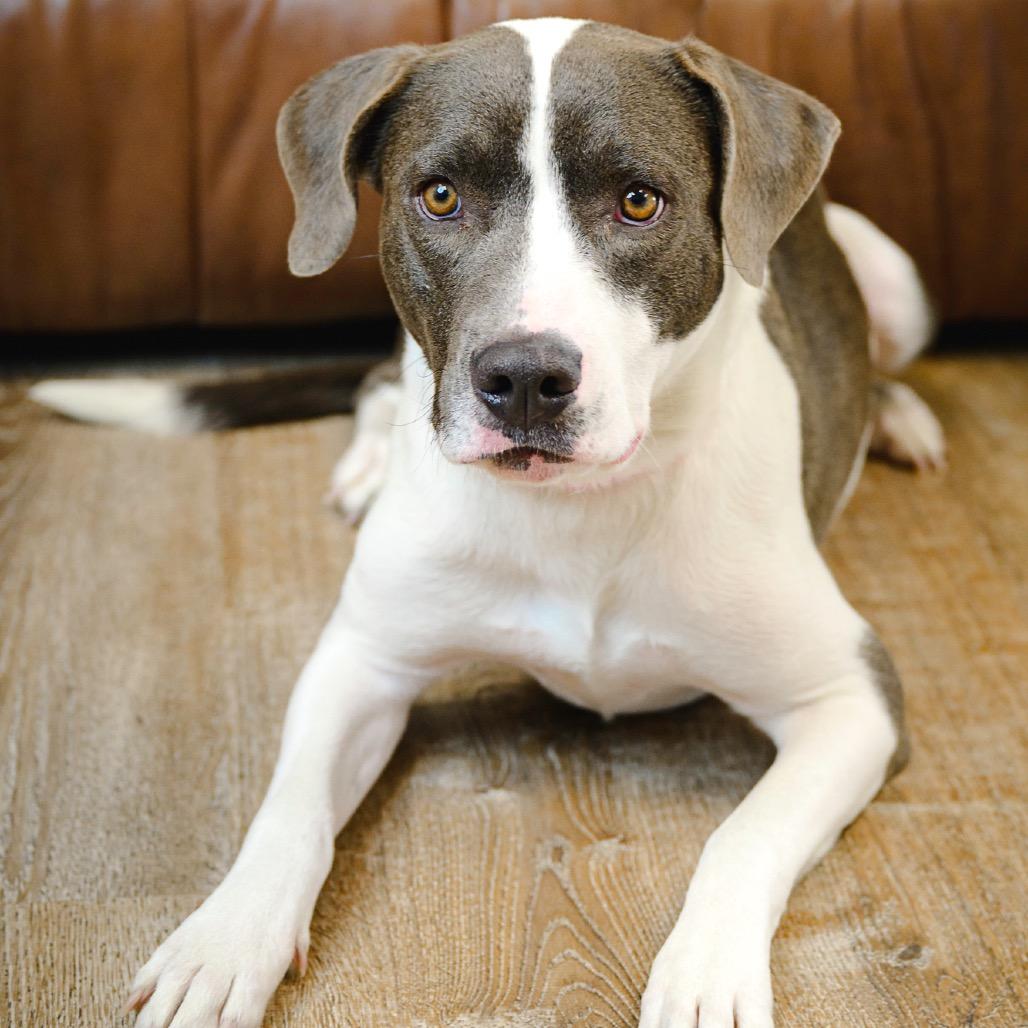 6 (2026) Missy Moo Moo