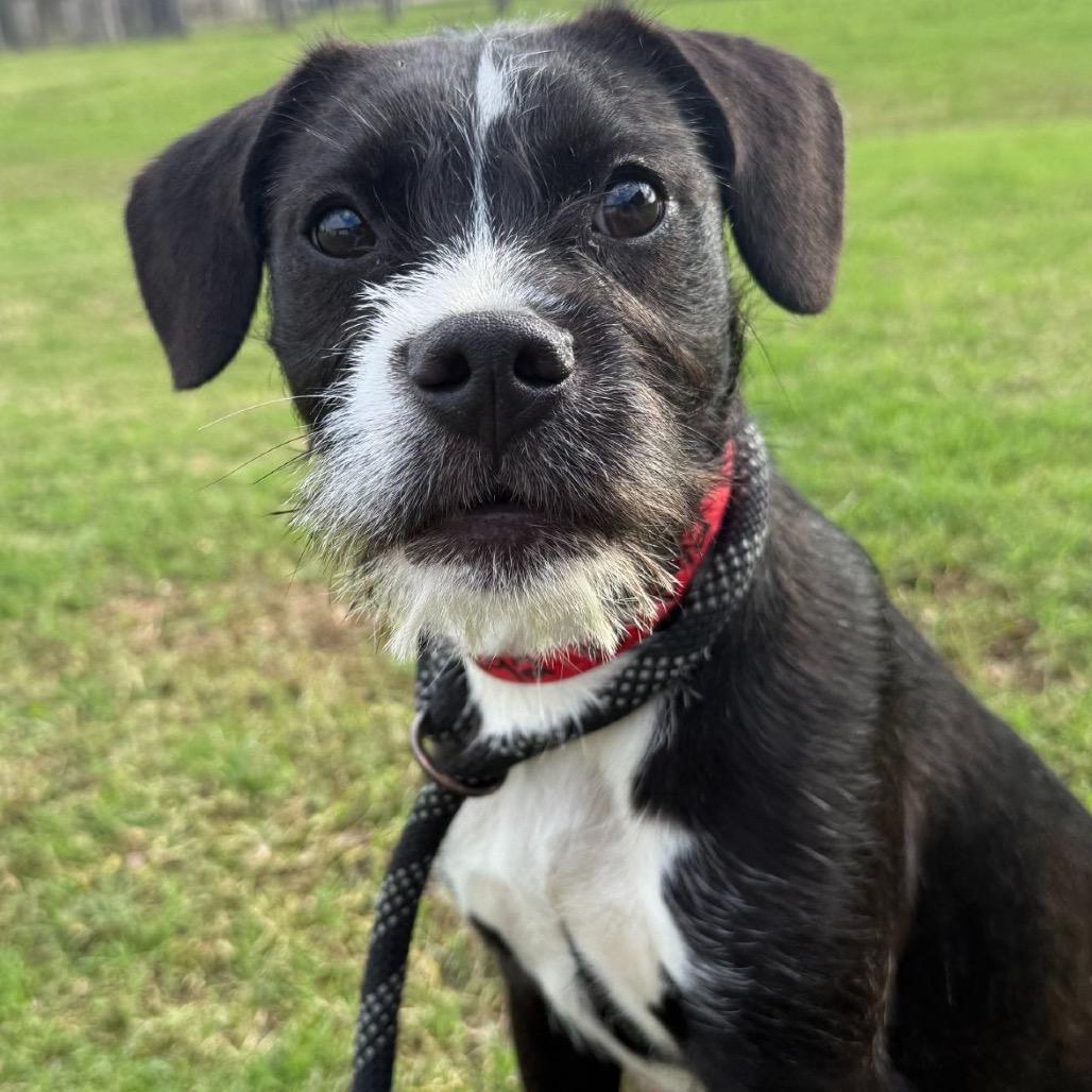 Windy (Benefactor puppy)