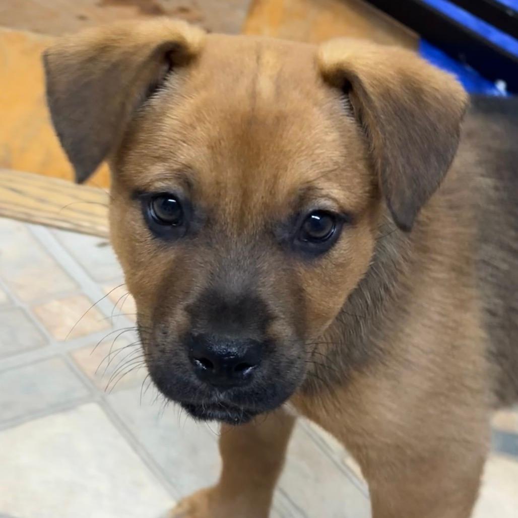 NY Strawberry Shortcake (Foster in Patterson)