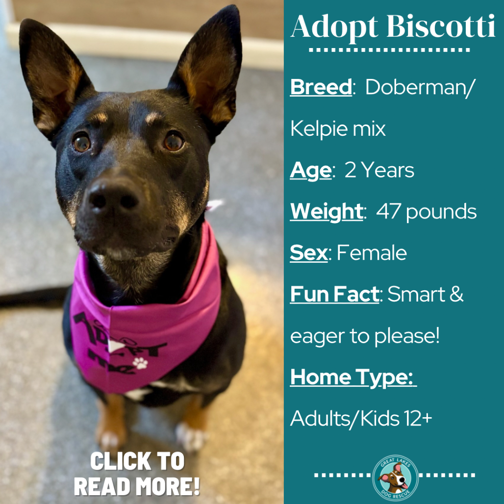 Biscotti