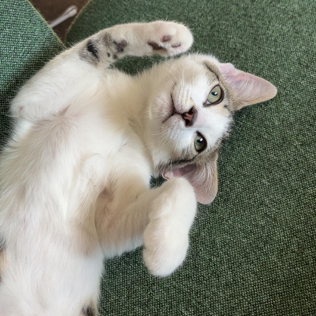 Cucumber with Sam-BOGO In Foster